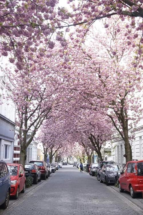 Kirschblüte in Bonn